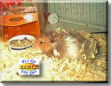Hampy, the Pet of the Day