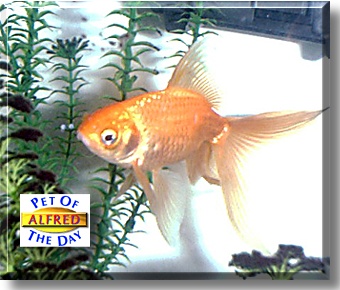 Alfred, the Pet of the Day