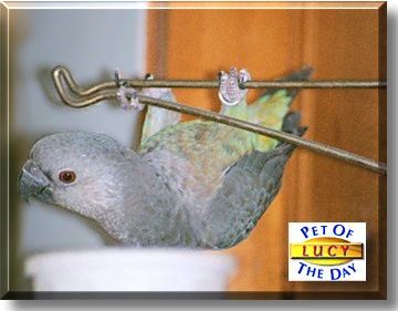 Lucy, the Pet of the Day