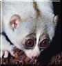 Bingo the Indonesian Bush Baby