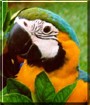Baby the Blue and Gold Macaw