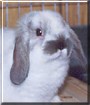 Dewey the Holland Lop