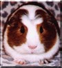 Elvis the Guinea Pig