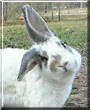Rusty the Holland Lop