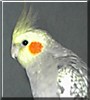 Comet the Cockatiel