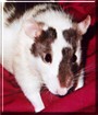 Casey the Domestic Rat