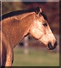 Bronson the Quarterhorse