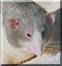 Root Beer Float the Rat