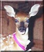 Sweetie the Fawn Whitetail Deer