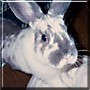Roo the Rabbit