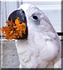 Dundee the Umbrella Cockatoo