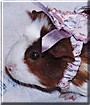 Pudgie the Guinea Pig