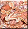 Skeeter the Cornsnake