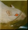 Chomp the Gerbil