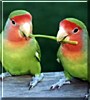 Peachy, Kiwi the Peach