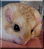 Cricket the Duprasi