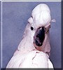 Delilah the Moluccan Cockatoo