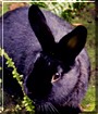 Oprah the Rabbit
