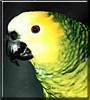 Heidi the Blue Front Amazon Parrot