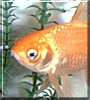 Alfred the Goldfish