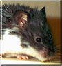 Viktoria the Syrian Hamster