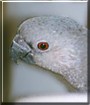 Lucy the Red Belly Parrot