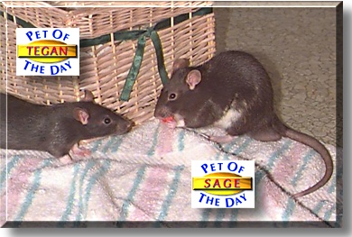Tegan and Sage, the Pets of the Day