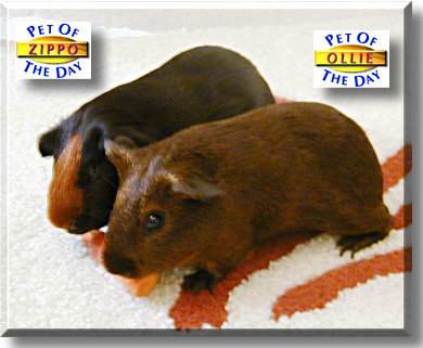 Zippo and Ollie, the Pet of the Day