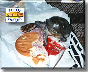 Speedy, the Pet of the Day