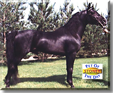 Hillside Stoney Ash, the Pet of the Day