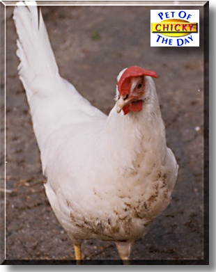 Chicky, the Pet of the Day