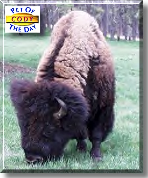Cody, the Pet of the Day