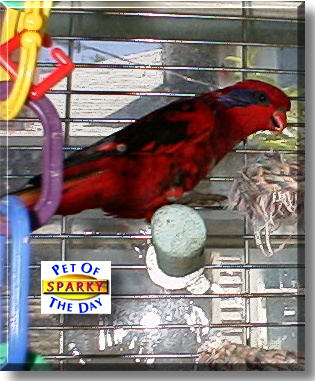 Sparky, the Pet of the Day