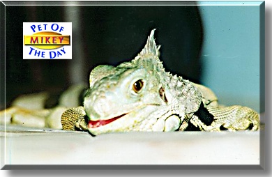 Michaelangelo, the Pet of the Day