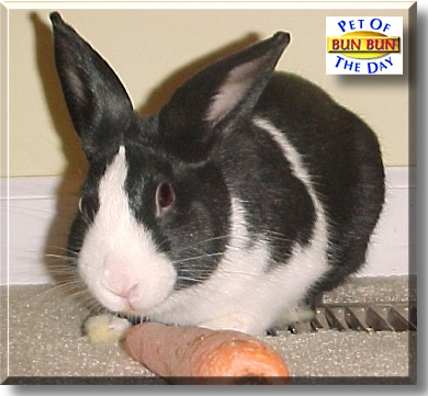 Bun Bun, the Pet of the Day