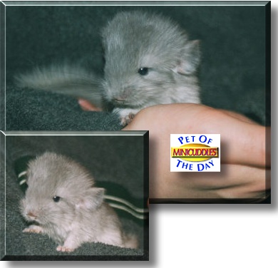 Minicuddles, the Pet of the Day