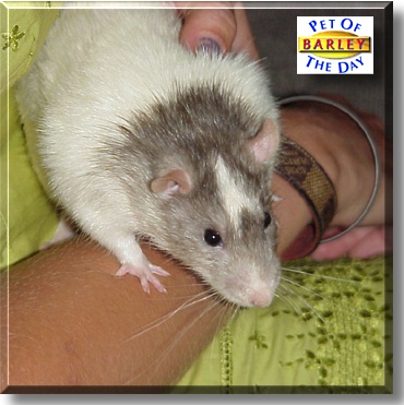 Barley, the Pet of the Day