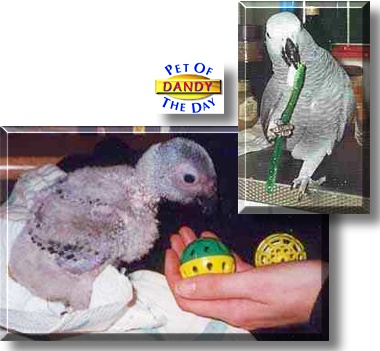 Dandy, the Pet of the Day