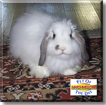 Marshmellow, the Pet of the Day