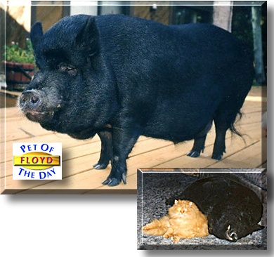 Floyd, the Pet of the Day