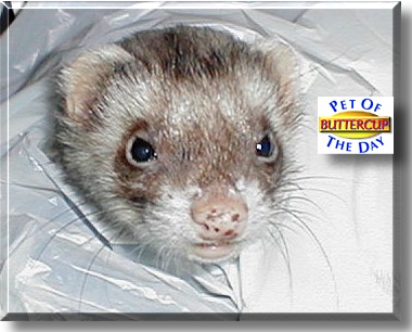 Buttercup, the Pet of the Day