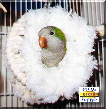Riker, the Pet of the Day