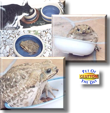 Glutton, the Pet of the Day