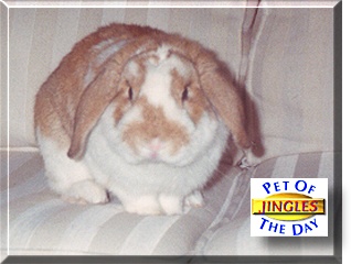Jingles, the Pet of the Day