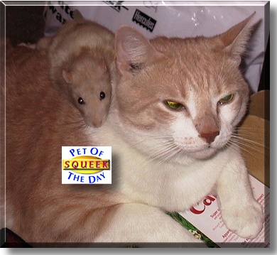 Squeek, the Pet of the Day