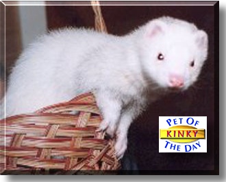 Kinky, the Pet of the Day