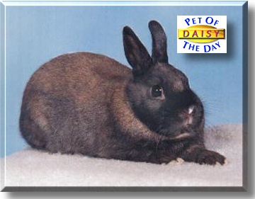 Daisy, the Pet of the Day