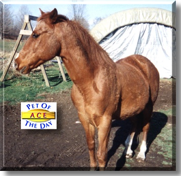 Ace, the Pet of the Day