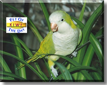 Kiwi, the Pet of the Day