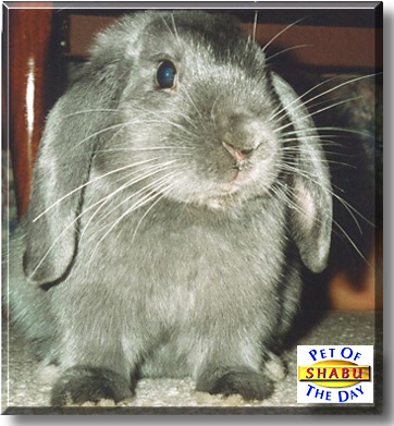 Shabu, the Pet of the Day